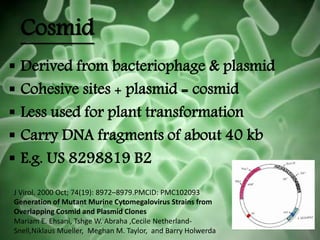 Cosmid
 Derived from bacteriophage & plasmid
 Cohesive sites + plasmid = cosmid
 Less used for plant transformation
 Carry DNA fragments of about 40 kb
 E.g. US 8298819 B2
J Virol. 2000 Oct; 74(19): 8972–8979.PMCID: PMC102093
Generation of Mutant Murine Cytomegalovirus Strains from
Overlapping Cosmid and Plasmid Clones
Mariam E. Ehsani, Tshge W. Abraha ,Cecile Netherland-
Snell,Niklaus Mueller, Meghan M. Taylor, and Barry Holwerda
 