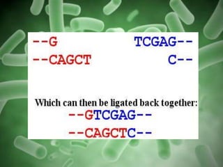 Plant transformation vectors and their types