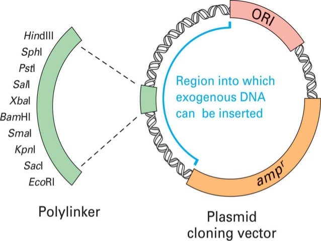Plant transformation vectors and their types