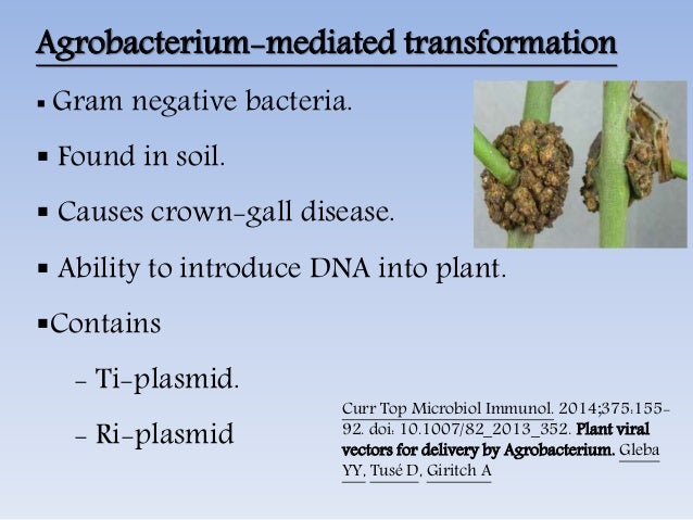 Plant transformation vectors and their types