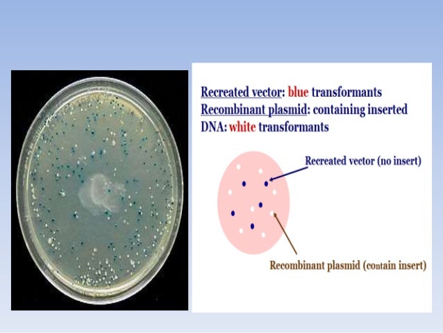 Plant transformation vectors and their types