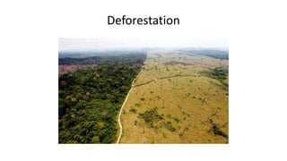 Deforestation
 