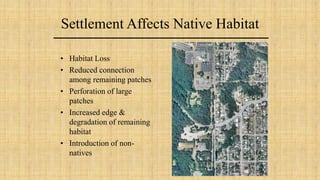Settlement Affects Native Habitat
• Habitat Loss
• Reduced connection
among remaining patches
• Perforation of large
patches
• Increased edge &
degradation of remaining
habitat
• Introduction of non-
natives
 