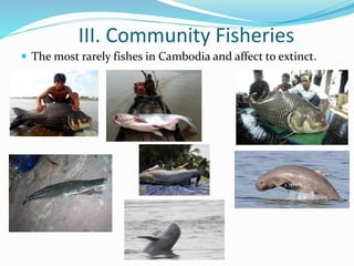 III. Community Fisheries
 The most rarely fishes in Cambodia and affect to extinct.
 