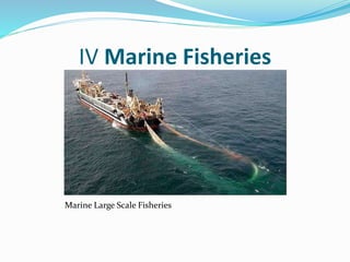 IV Marine Fisheries
Marine Large Scale Fisheries
 