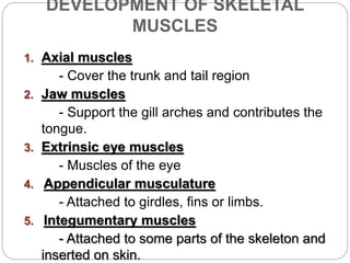 DEVELOPMENT OF SKELETAL
MUSCLES
1. Axial muscles
- Cover the trunk and tail region
2. Jaw muscles
- Support the gill arches and contributes the
tongue.
3. Extrinsic eye muscles
- Muscles of the eye
4. Appendicular musculature
- Attached to girdles, fins or limbs.
5. Integumentary muscles
- Attached to some parts of the skeleton and
inserted on skin.
 