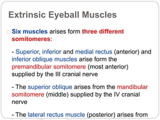 Extrinsic Eyeball Muscles
Six muscles arises form three different
somitomeres:
- Superior, inferior and medial rectus (anterior) and
inferior oblique muscles arise form the
premandibular somitomere (most anterior)
supplied by the III cranial nerve
- The superior oblique arises from the mandibular
somitomere (middle) supplied by the IV cranial
nerve
- The lateral rectus muscle (posterior) arises from
 