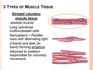 3 TYPES OF MUSCLE TISSUE
Striated voluntary
muscle tissue
‘skeletal muscle’
Long cylindrical
multinucleated cells
Sarcoplasm = Parallel
rows with alternating light
(I-band) and dark (A-
band) forming striations
Attached to skeleton
responsible for voluntary
movement.
 