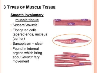 Smooth involuntary
muscle tissue
‘visceral muscle’
Elongated cells,
tapered ends, nucleus
(center)
Sarcoplasm = clear
Found in internal
organs which bring
about involuntary
movement
3 TYPES OF MUSCLE TISSUE
 