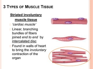 Striated involuntary
muscle tissue
‘cardiac muscle’
Linear, branching
bundles of fibers
joined end to end by
intercalated disc
Found in walls of heart
to bring the involuntary
contraction of the
organ
3 TYPES OF MUSCLE TISSUE
 