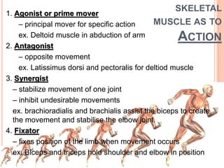 1. Agonist or prime mover
– principal mover for specific action
ex. Deltoid muscle in abduction of arm
2. Antagonist
– opposite movement
ex. Latissimus dorsi and pectoralis for deltiod muscle
3. Synergist
– stabilize movement of one joint
– inhibit undesirable movements
ex. brachioradialis and brachialis assist the biceps to create
the movement and stabilise the elbow joint.
4. Fixator
– fixes position of the limb when movement occurs
ex. Biceps and triceps hold shoulder and elbow in position
SKELETAL
MUSCLE AS TO
ACTION
 