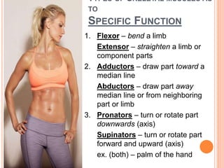 TYPES OF SKELETAL MUSCLES AS
TO
SPECIFIC FUNCTION
1. Flexor – bend a limb
Extensor – straighten a limb or
component parts
2. Adductors – draw part toward a
median line
Abductors – draw part away
median line or from neighboring
part or limb
3. Pronators – turn or rotate part
downwards (axis)
Supinators – turn or rotate part
forward and upward (axis)
ex. (both) – palm of the hand
 