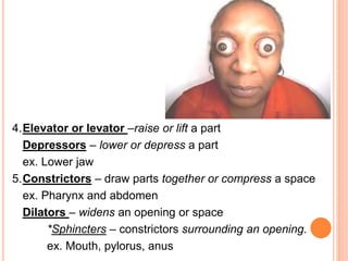 4.Elevator or levator –raise or lift a part
Depressors – lower or depress a part
ex. Lower jaw
5.Constrictors – draw parts together or compress a space
ex. Pharynx and abdomen
Dilators – widens an opening or space
*Sphincters – constrictors surrounding an opening.
ex. Mouth, pylorus, anus
 