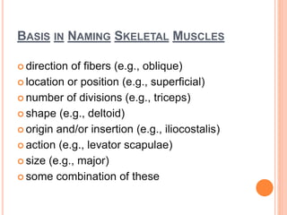 BASIS IN NAMING SKELETAL MUSCLES
 direction of fibers (e.g., oblique)
 location or position (e.g., superficial)
 number of divisions (e.g., triceps)
 shape (e.g., deltoid)
 origin and/or insertion (e.g., iliocostalis)
 action (e.g., levator scapulae)
 size (e.g., major)
 some combination of these
 