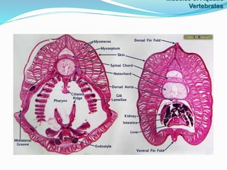 Muscles of Aquatic
Vertebrates
 