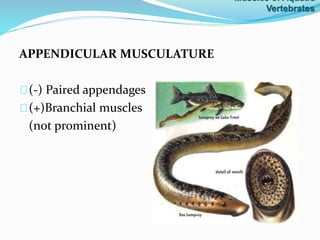 APPENDICULAR MUSCULATURE
(-) Paired appendages
(+)Branchial muscles
(not prominent)
Muscles of Aquatic
Vertebrates
 