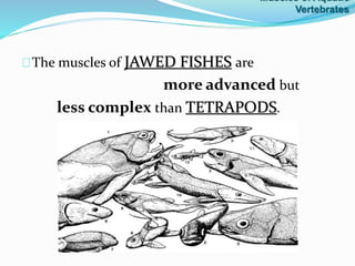 The muscles of JAWED FISHES are
more advanced but
less complex than TETRAPODS.
Muscles of Aquatic
Vertebrates
 