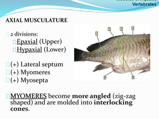 AXIAL MUSCULATURE
2 divisions:
Epaxial (Upper)
Hypaxial (Lower)
(+) Lateral septum
(+) Myomeres
(+) Myosepta
MYOMERES become more angled (zig-zag
shaped) and are molded into interlocking
cones.
Muscles of Aquatic
Vertebrates
 