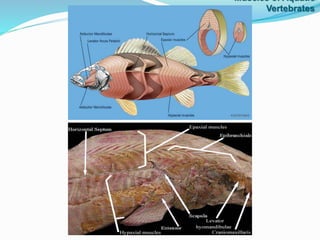 Muscles of Aquatic
Vertebrates
 