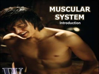 MUSCULAR
SYSTEM
Introduction
 