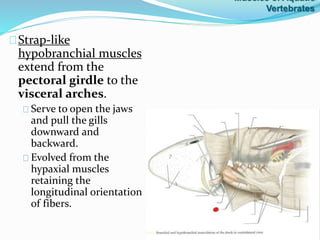 Strap-like
hypobranchial muscles
extend from the
pectoral girdle to the
visceral arches.
Serve to open the jaws
and pull the gills
downward and
backward.
Evolved from the
hypaxial muscles
retaining the
longitudinal orientation
of fibers.
Muscles of Aquatic
Vertebrates
 