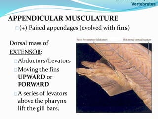 APPENDICULAR MUSCULATURE
(+) Paired appendages (evolved with fins)
Muscles of Aquatic
Vertebrates
Dorsal mass of
EXTENSOR:
Abductors/Levators
Moving the fins
UPWARD or
FORWARD
A series of levators
above the pharynx
lift the gill bars.
 