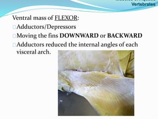 Ventral mass of FLEXOR:
Adductors/Depressors
Moving the fins DOWNWARD or BACKWARD
Adductors reduced the internal angles of each
visceral arch.
Muscles of Aquatic
Vertebrates
 