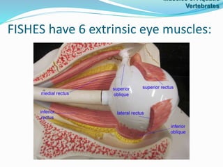 FISHES have 6 extrinsic eye muscles:
Muscles of Aquatic
Vertebrates
 