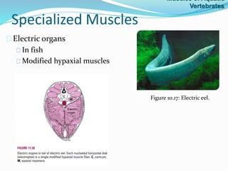 Specialized Muscles
Electric organs
In fish
Modified hypaxial muscles
Figure 10.17: Electric eel.
Muscles of Aquatic
Vertebrates
 