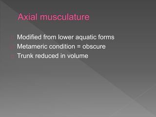 Modified from lower aquatic forms
Metameric condition = obscure
Trunk reduced in volume
 