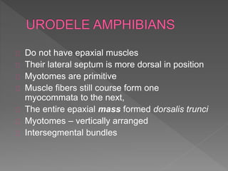 Do not have epaxial muscles
Their lateral septum is more dorsal in position
Myotomes are primitive
Muscle fibers still course form one
myocommata to the next,
The entire epaxial mass formed dorsalis trunci
Myotomes – vertically arranged
Intersegmental bundles
 