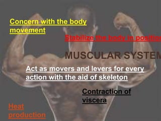 MUSCULAR SYSTEM
Concern with the body
movement
Stabilize the body in position
Act as movers and levers for every
action with the aid of skeleton
Contraction of
viscera
Heat
production
 