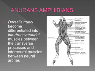 Dorsalis trunci
become
differentiated into
intertransversarial
muscles between
the transverse
processes and
interneural muscles
between neural
arches
 