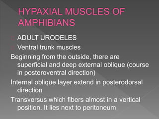 ADULT URODELES
Ventral trunk muscles
Beginning from the outside, there are
superficial and deep external oblique (course
in posteroventral direction)
Internal oblique layer extend in posterodorsal
direction
Transversus which fibers almost in a vertical
position. It lies next to peritoneum
 