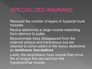 Reduced the number of layers in hypaxial trunk
muscles
Rectus abdominis is large muscle extending
from sternum to pubis
Myocommata have disappeared from the
external oblique and transversus but are
retained to some extent in the rectus abdominis
as tendinous inscriptions
Lastly, the amphibians have muscle that move
the to tongue this derived from the
hypobranchial muscle
 