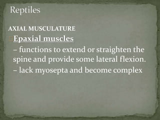 AXIAL MUSCULATURE
Epaxial muscles
– functions to extend or straighten the
spine and provide some lateral flexion.
– lack myosepta and become complex
 