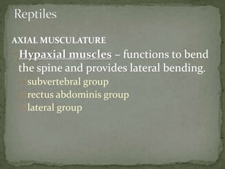 AXIAL MUSCULATURE
Hypaxial muscles – functions to bend
the spine and provides lateral bending.
subvertebral group
rectus abdominis group
lateral group
 