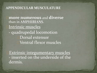 APPENDICULAR MUSCULATURE
more numerous and diverse
than in AMPHIBIANS.
Intrinsic muscles
- quadrupedal locomotion
Dorsal extensor
Ventral flexor muscles
Extrinsic integumentary muscles
- inserted on the underside of the
dermis.
 