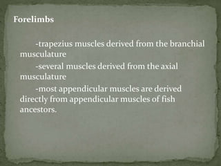 Forelimbs
-trapezius muscles derived from the branchial
musculature
-several muscles derived from the axial
musculature
-most appendicular muscles are derived
directly from appendicular muscles of fish
ancestors.
 