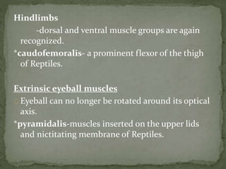 Hindlimbs
-dorsal and ventral muscle groups are again
recognized.
*caudofemoralis- a prominent flexor of the thigh
of Reptiles.
Extrinsic eyeball muscles
Eyeball can no longer be rotated around its optical
axis.
*pyramidalis-muscles inserted on the upper lids
and nictitating membrane of Reptiles.
 