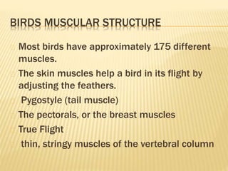 BIRDS MUSCULAR STRUCTURE
Most birds have approximately 175 different
muscles.
The skin muscles help a bird in its flight by
adjusting the feathers.
Pygostyle (tail muscle)
The pectorals, or the breast muscles
True Flight
thin, stringy muscles of the vertebral column
 