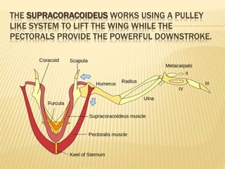 THE SUPRACORACOIDEUS WORKS USING A PULLEY
LIKE SYSTEM TO LIFT THE WING WHILE THE
PECTORALS PROVIDE THE POWERFUL DOWNSTROKE.
 
