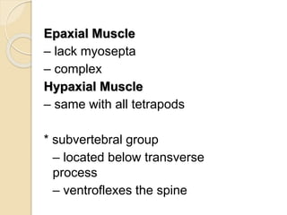 Epaxial Muscle
– lack myosepta
– complex
Hypaxial Muscle
– same with all tetrapods
* subvertebral group
– located below transverse
process
– ventroflexes the spine
 