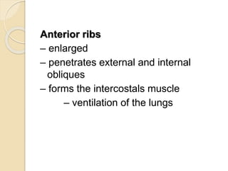 Anterior ribs
– enlarged
– penetrates external and internal
obliques
– forms the intercostals muscle
– ventilation of the lungs
 