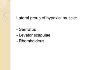 Lateral group of hypaxial muscle:
- Serrratus
- Levator scapulae
- Rhomboideus
 