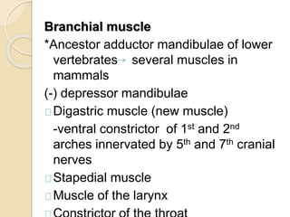Branchial muscle
*Ancestor adductor mandibulae of lower
vertebrates several muscles in
mammals
(-) depressor mandibulae
Digastric muscle (new muscle)
-ventral constrictor of 1st and 2nd
arches innervated by 5th and 7th cranial
nerves
Stapedial muscle
Muscle of the larynx
 