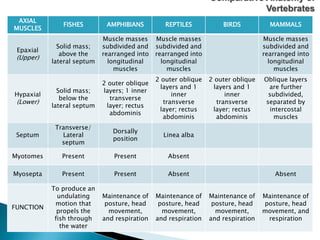 AXIAL
MUSCLES
FISHES AMPHIBIANS REPTILES BIRDS MAMMALS
Epaxial
(Upper)
Solid mass;
above the
lateral septum
Muscle masses
subdivided and
rearranged into
longitudinal
muscles
Muscle masses
subdivided and
rearranged into
longitudinal
muscles
Muscle masses
subdivided and
rearranged into
longitudinal
muscles
Hypaxial
(Lower)
Solid mass;
below the
lateral septum
2 outer oblique
layers; 1 inner
transverse
layer; rectus
abdominis
2 outer oblique
layers and 1
inner
transverse
layer; rectus
abdominis
2 outer oblique
layers and 1
inner
transverse
layer; rectus
abdominis
Oblique layers
are further
subdivided,
separated by
intercostal
muscles
Septum
Transverse/
Lateral
septum
Dorsally
position
Linea alba
Myotomes Present Present Absent
Myosepta Present Present Absent Absent
FUNCTION
To produce an
undulating
motion that
propels the
fish through
the water
Maintenance of
posture, head
movement,
and respiration
Maintenance of
posture, head
movement,
and respiration
Maintenance of
posture, head
movement,
and respiration
Maintenance of
posture, head
movement, and
respiration
Comparative Anatomy of
Vertebrates
 