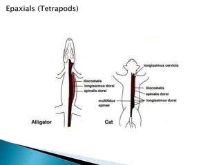 Epaxials (Tetrapods)
 