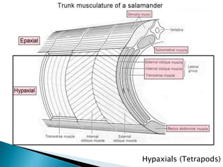 Hypaxials (Tetrapods)
 