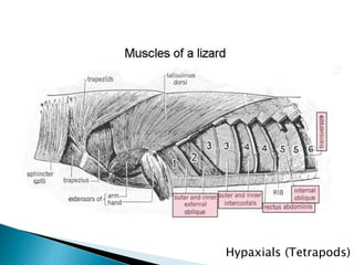 Hypaxials (Tetrapods)
 